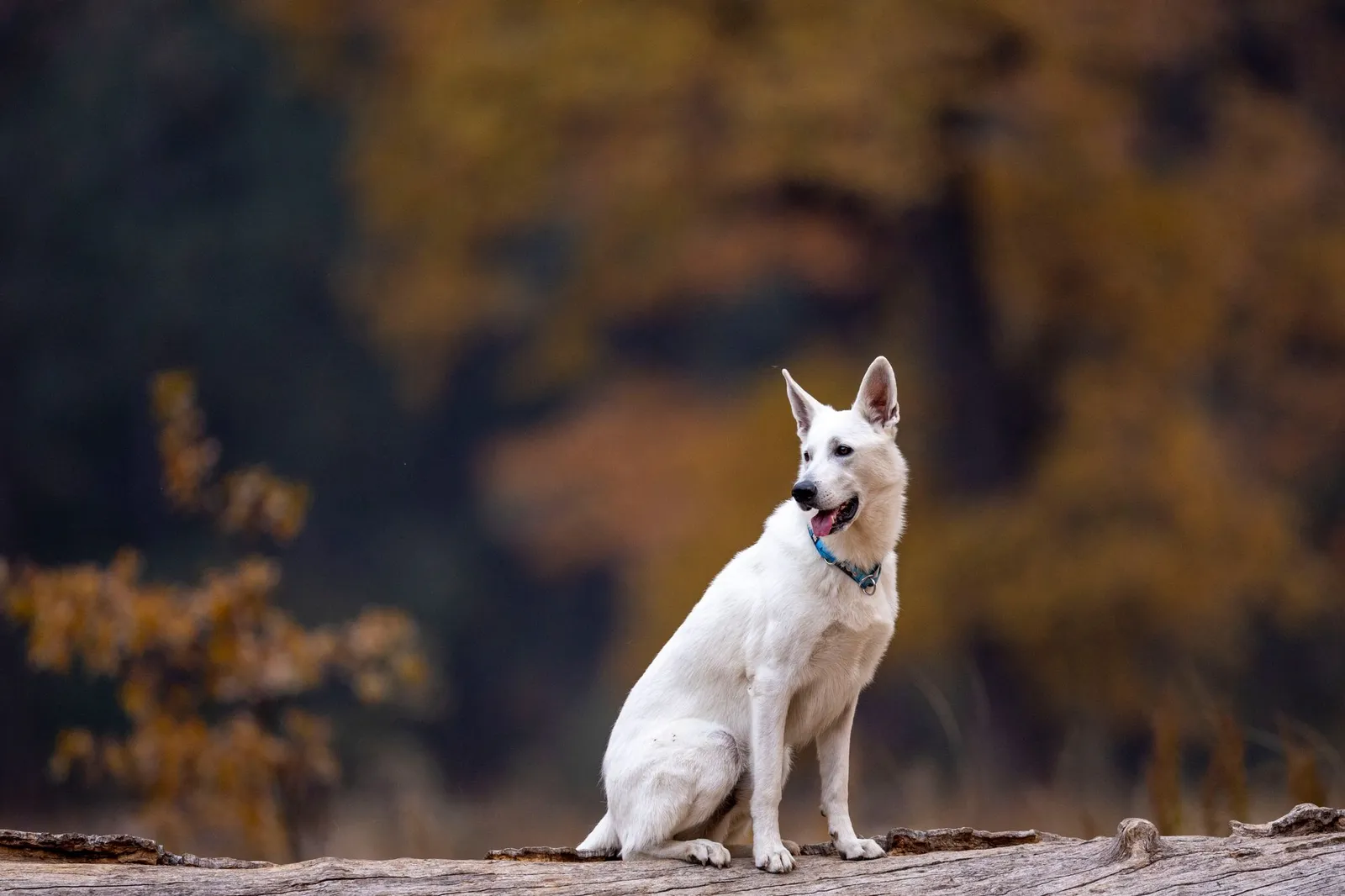 Berger Blanc Suisse assis sur un tronc devant un feuillage d’automne
