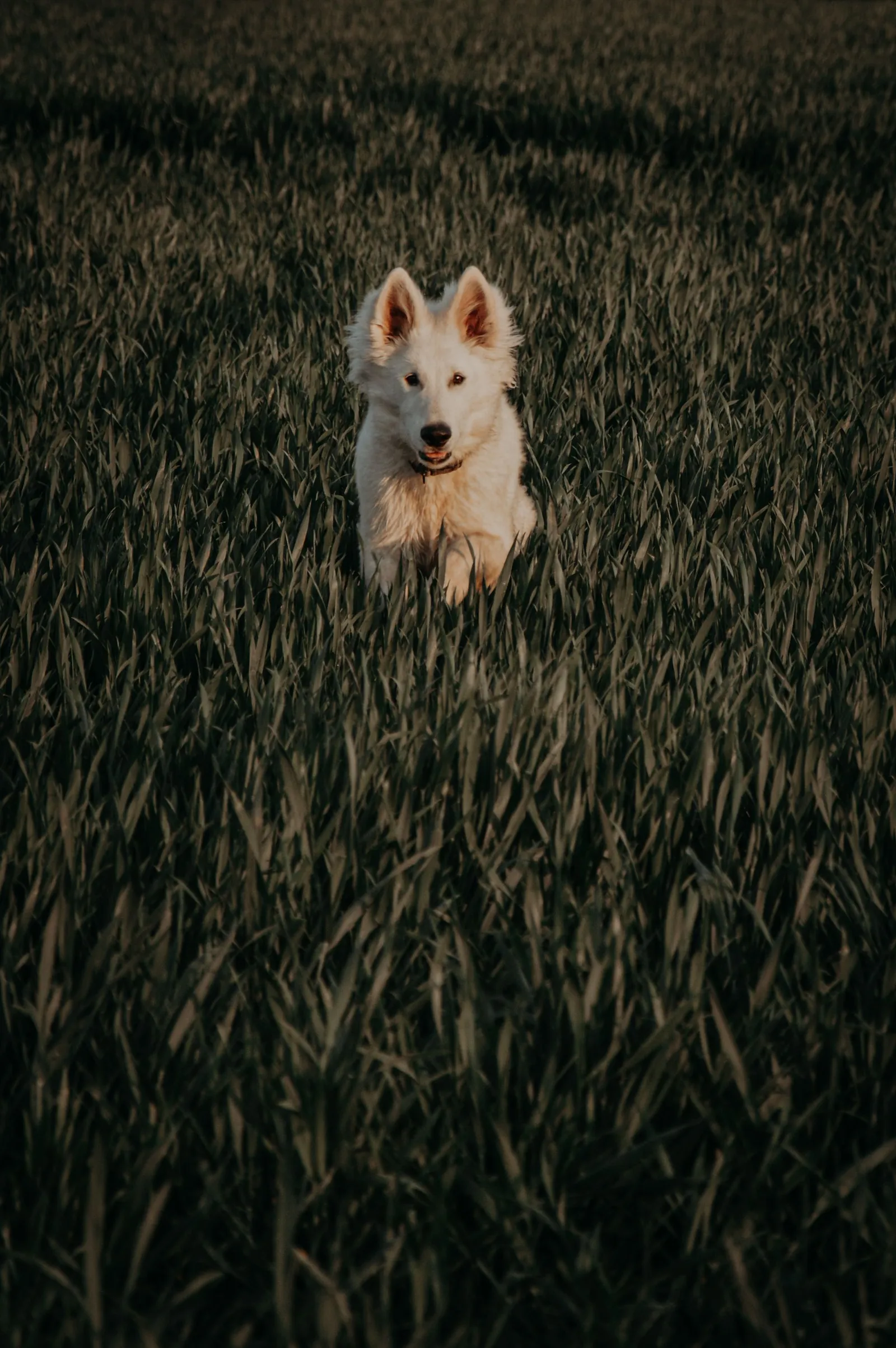 Berger Blanc Suisse courant vers l’objectif dans une prairie