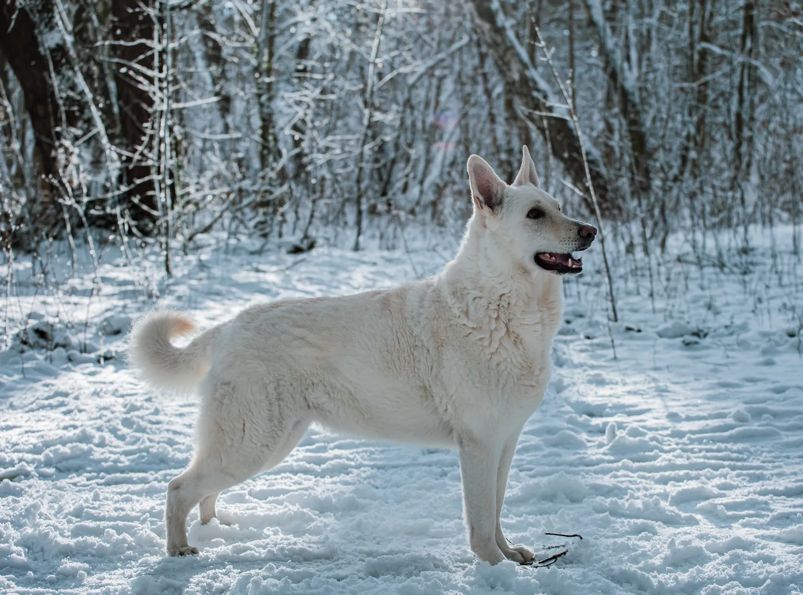 Berger Blanc Suisse adulte debout de profil dans une forêt enneigée