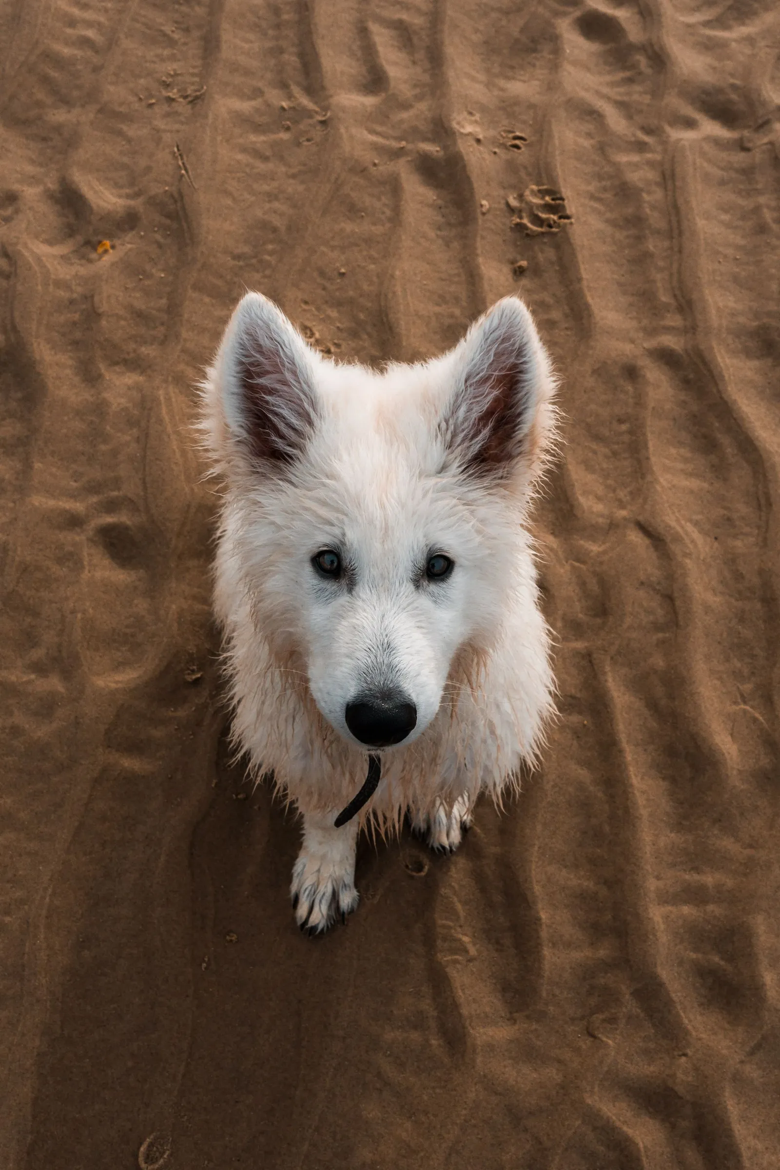 Chiot Berger Blanc Suisse assis sur le sable, regardant l’objectif
